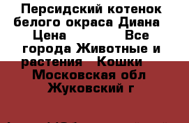 Персидский котенок белого окраса Диана › Цена ­ 40 000 - Все города Животные и растения » Кошки   . Московская обл.,Жуковский г.